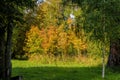 The fiery colours of autumn foliage at sunny day