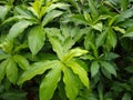 Fiery costus, spiral flag or insulin plant (Chamaecostus cuspidatus), medicinal plants