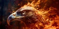 A fiery eagle's head Royalty Free Stock Photo