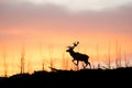 fiery evening sky silhouetting an elk on a ridge Royalty Free Stock Photo