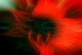 Fiery flower of bright red and black colors, as a background Royalty Free Stock Photo