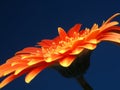 A fiery Gerber (or Gerbera) Royalty Free Stock Photo