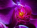 Fiery glowing orchid blossom heart of a violet red blossom