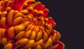 Fiery glowing yellow red chrysanthemum blossom macro on dark blue background