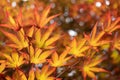Fiery golden red Japanese Maple tree leaves with pleasing bokeh Royalty Free Stock Photo