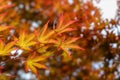 Fiery golden red Japanese Maple tree leaves with pleasing bokeh Royalty Free Stock Photo