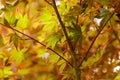 Fiery golden red Japanese Maple tree leaves with pleasing bokeh Royalty Free Stock Photo