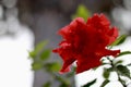 A fiery hibiscus flower on a blurred background. Royalty Free Stock Photo