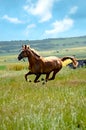 Fiery horse galloping in the steppes