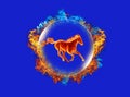 The fiery horse gallops through the fiery hoop against the background of a saturated blue color.