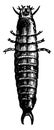 Fiery Hunter Beetle, vintage illustration