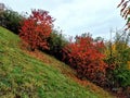 Fiery maple Tatar maple It is naturally a multi-stemmed shrub with a