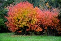 Fiery maple Tatar maple It is naturally a multi-stemmed shrub with a broadly funnel-shaped crown, but it is also grown as a tree w