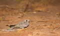 Fiery-necked Nightjar on ground Royalty Free Stock Photo