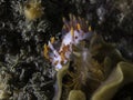 A Fiery nudibranch on the reef underwater Royalty Free Stock Photo