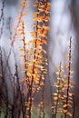 Fiery orange oval leaves on a decorative bush on a blurry background