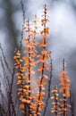 Fiery orange oval leaves on a decorative bush