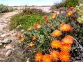 Fiery Orange Pigface Flowers Royalty Free Stock Photo