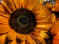 Fiery Orange Sunflower. Autumn Nature.