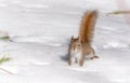 Fiery orange tail, Red squirrel on Springtime corn snow looking for num nums to eat in corn snow of Northern Ontario woodland.