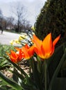 Fiery Orange Tulips