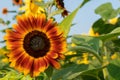 A fiery orange and yellow sunflower grows in a field of yellow sunflowers with green foliage; close up