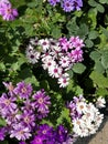 Fiery purple, Nature at best, Flowers on a sunny day