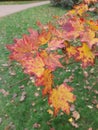 Fiery red autumn acer leaves Japanese maple fall beautiful tree leaf Royalty Free Stock Photo