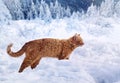 A fiery-red cat walks against a background of snow-covered forest.