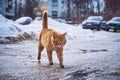 Fiery-red cat walks on wet asphalt and puddles Royalty Free Stock Photo