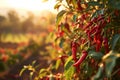 Fiery red chili peppers basking in the warm sunset light on a spice farm