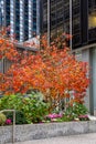 Fiery red Christmas decoration in front of an office building in New York City Royalty Free Stock Photo