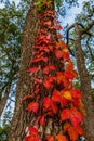Fiery Red Fall Leaves on Vine in Tree. Royalty Free Stock Photo