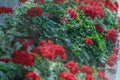 Fiery red garden geranium flowers on a dark background Royalty Free Stock Photo