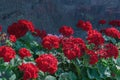 Fiery red garden geranium flowers on a dark background Royalty Free Stock Photo