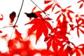 The Fiery red maple leaf in Yuelu mountain in Changsha city