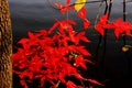 Fiery-red maples in autumn (III) Royalty Free Stock Photo