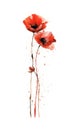 Fiery Red Poppy Bunch in Modern Watercolor Style on White Background Perfect for Floral Greeting Cards and Invitations.