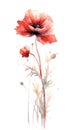 Fiery Red Poppy Bunch in Modern Watercolor Style on White Background Perfect for Floral Greeting Cards and Invitations.