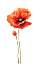 Fiery Red Poppy Bunch in Modern Watercolor Style on White Background Perfect for Floral Greeting Cards and Invitations.