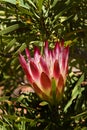 A fiery red protea