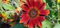 Fiery red sunflower with green leaves