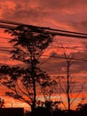 The fiery red sunset sky with silhouettes of trees and power lines creates a dramatic and tranquil atmosphere. Royalty Free Stock Photo