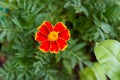 Fiery red Tagetes flower. Orange Tagetes Marigolds patula flower Royalty Free Stock Photo