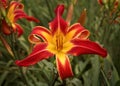 Fiery red and warm yellow spidery daylily