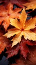 Fiery red and yellow leaves fall gently in an autumn breeze.