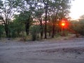 FIERY SETTING SUN SITTING LOW IN THE TREELINE OF THE AFRICAN BUSH