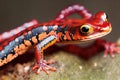 Fiery shiny salamander with black stripe and large yellow eyes.