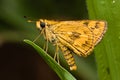 Fiery Skipper Royalty Free Stock Photo