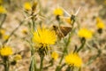 Fiery Skipper Butterfly (Hylephila phyleus) perched on a Yellow star thistle (Centaurea solstitialis) blooming in summer,